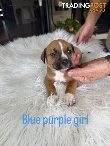 American Staffy puppies - strong &amp; healthy