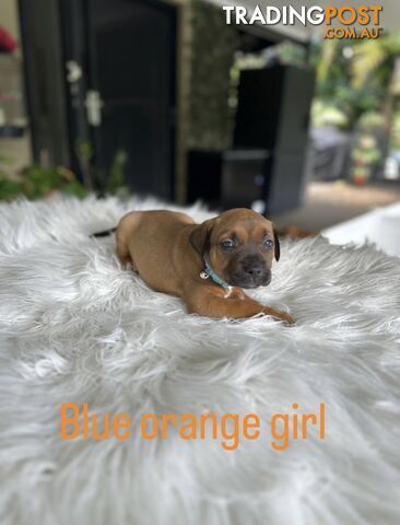 American Staffy puppies - strong &amp; healthy