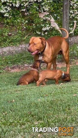 American Staffy puppies - strong &amp; healthy