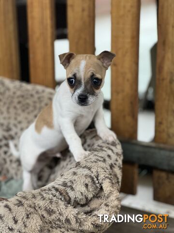 Purebred Smooth Coat Chihuahua - male