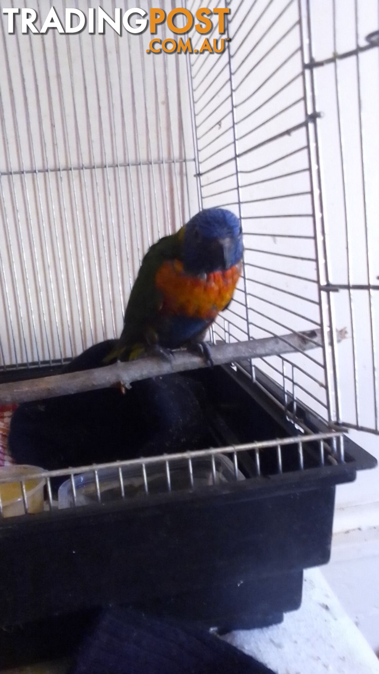 hand raised rainbow lorikeet