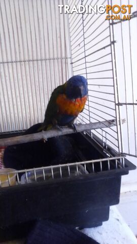 hand raised rainbow lorikeet