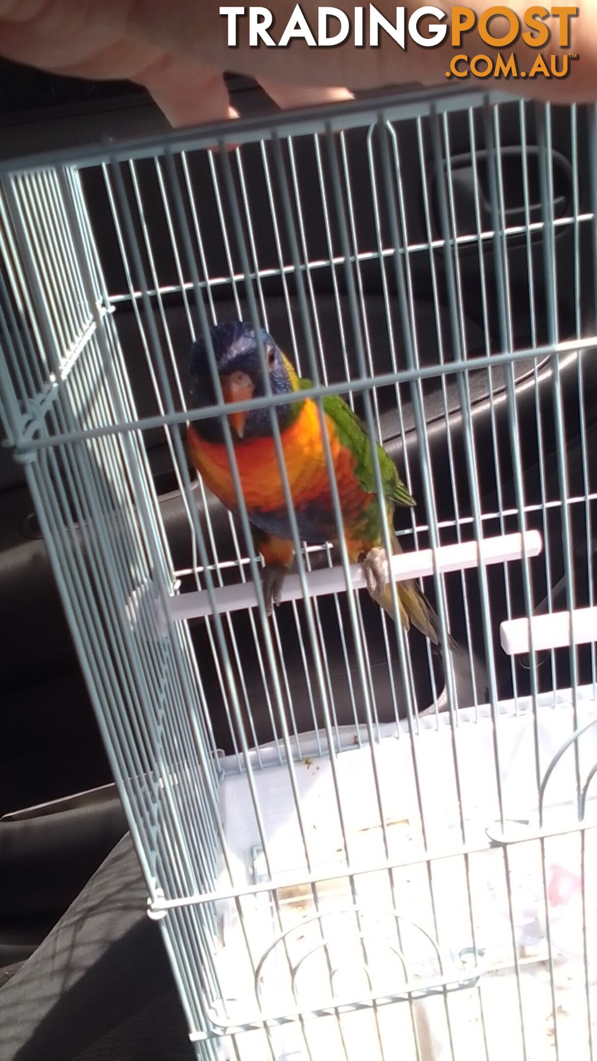 hand raised rainbow lorikeet