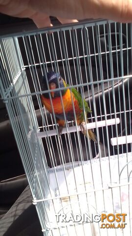 hand raised rainbow lorikeet