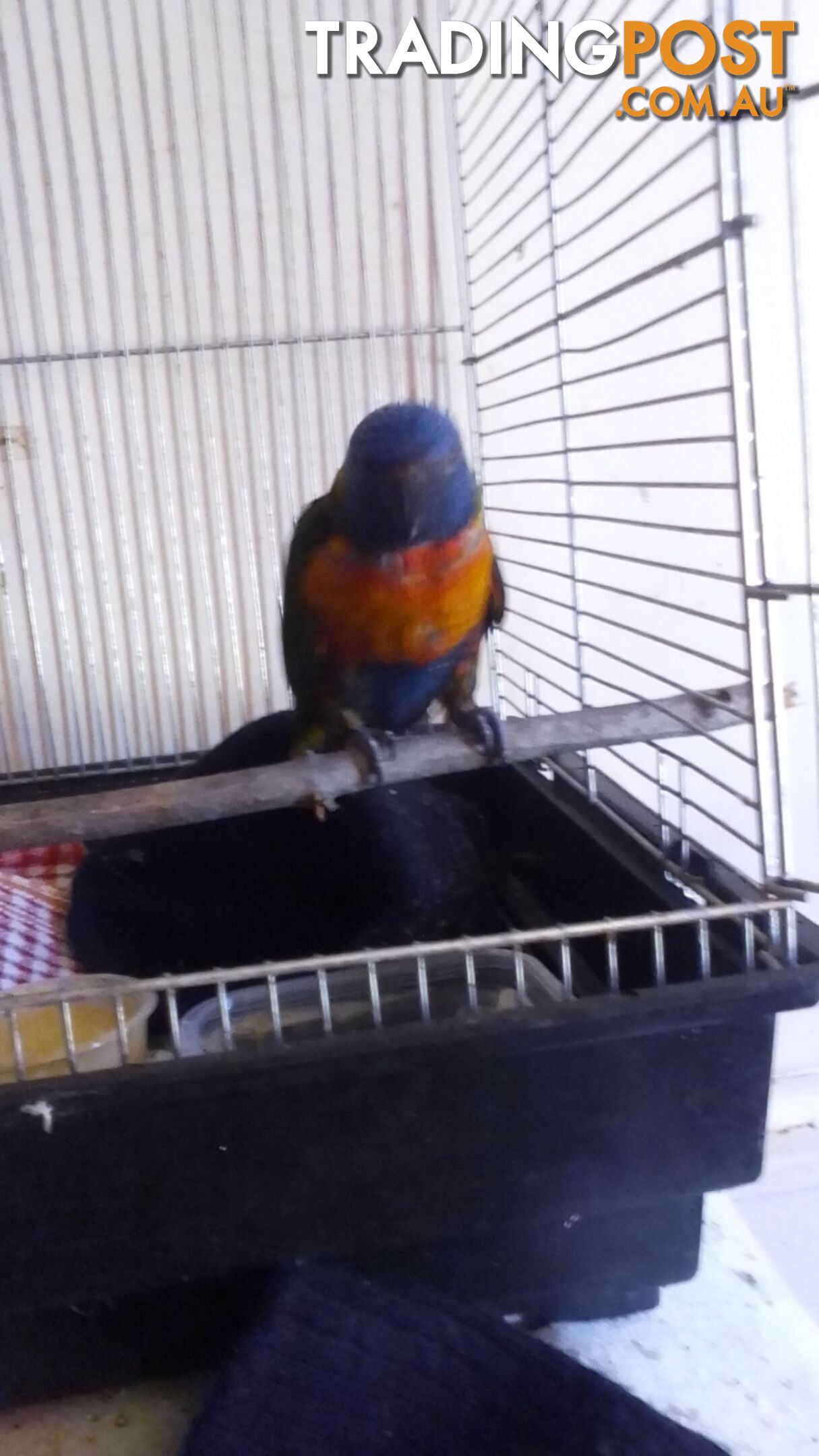 hand raised rainbow lorikeet