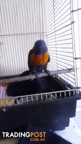 hand raised rainbow lorikeet