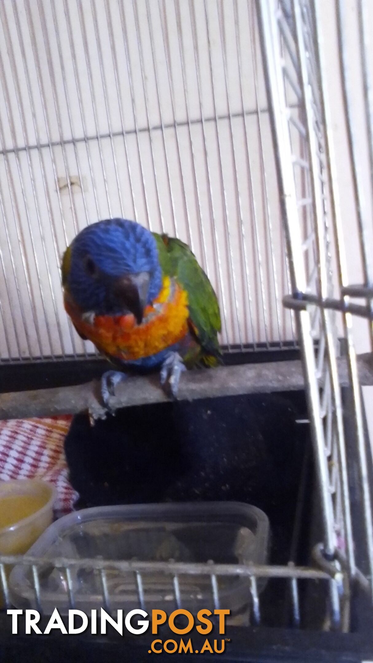 hand raised rainbow lorikeet