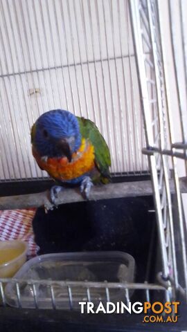 hand raised rainbow lorikeet