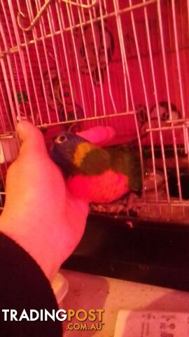 hand raised rainbow lorikeet