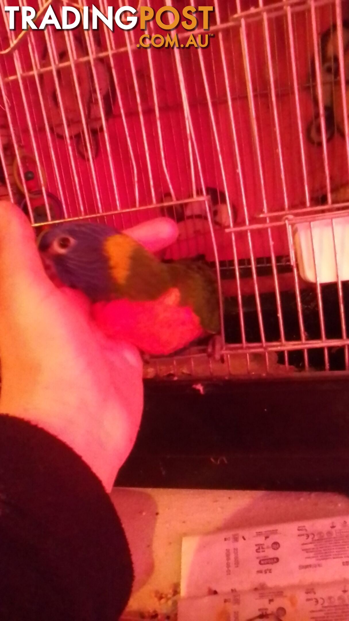 hand raised rainbow lorikeet