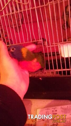 hand raised rainbow lorikeet