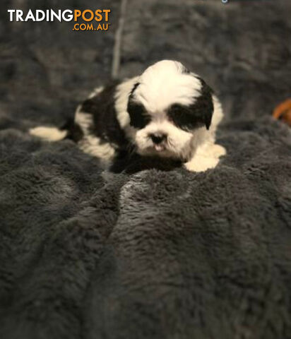 Shih Tzu x Maltese 1/16