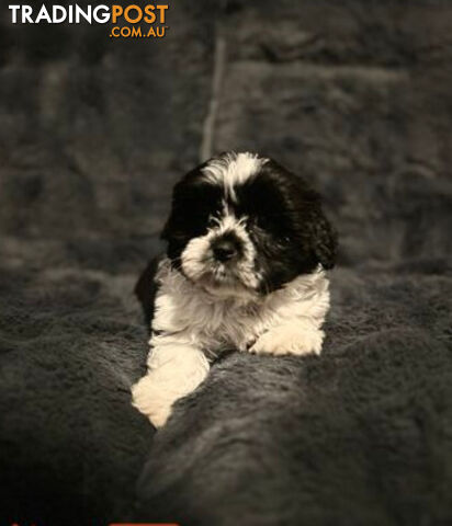 Shih Tzu x Maltese 1/16