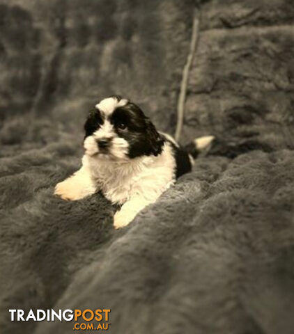 Shih Tzu x Maltese 1/16