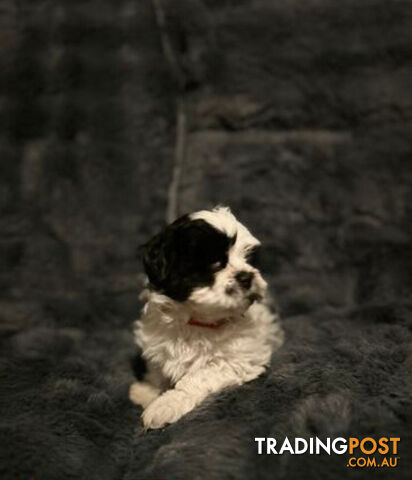 Shih Tzu x Maltese 1/16