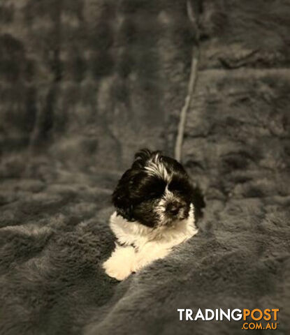 Shih Tzu x Maltese 1/16