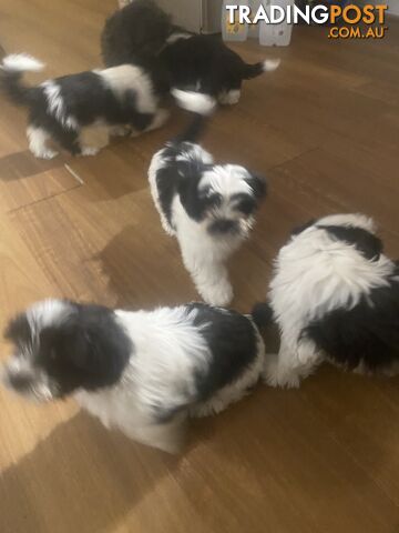 Shih Tzu x Maltese 1/16