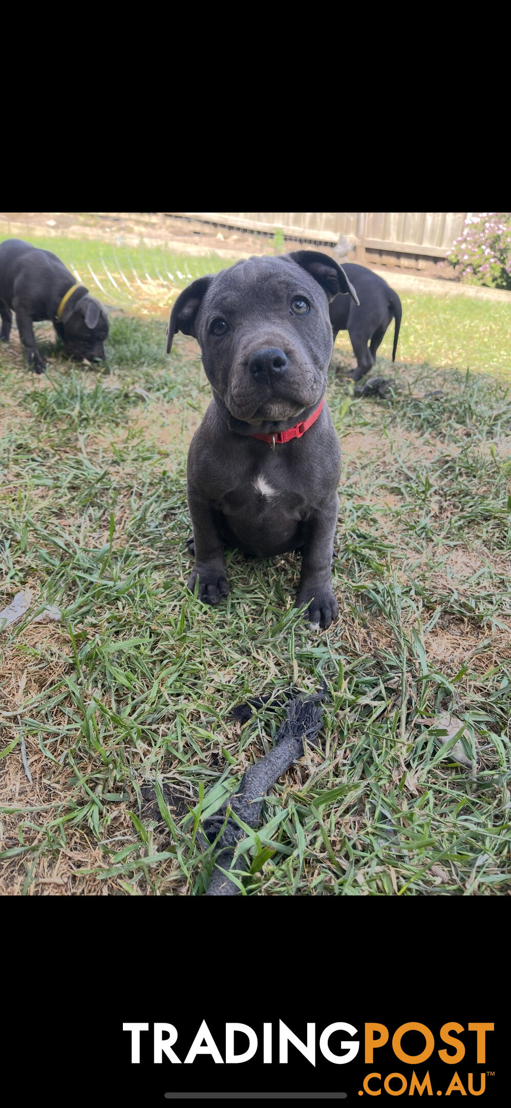 English Staffordshire Puppies