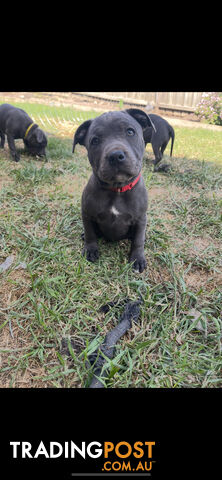 English Staffordshire Puppies