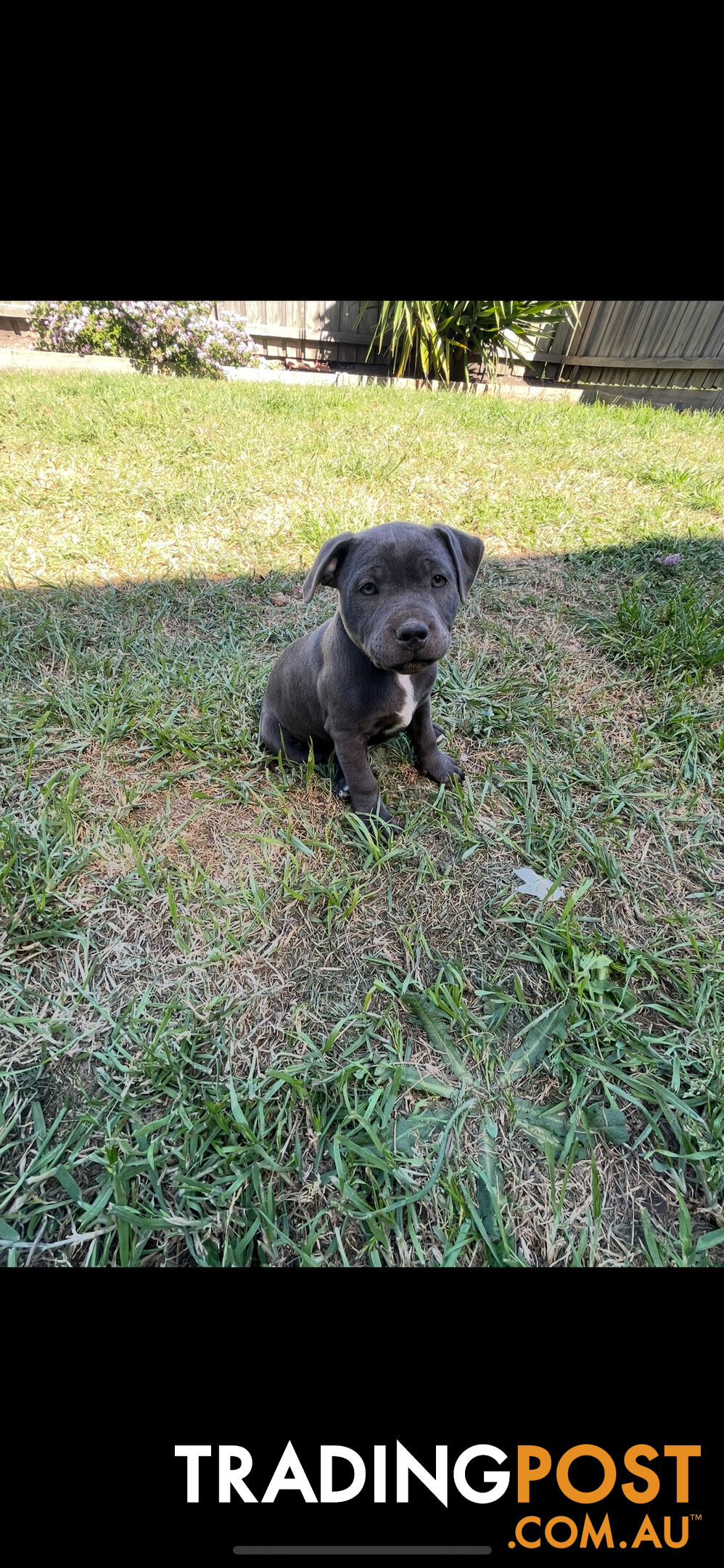 English Staffordshire Puppies