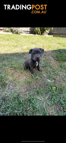 English Staffordshire Puppies