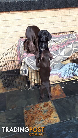 German Shorthair Pointer puppies