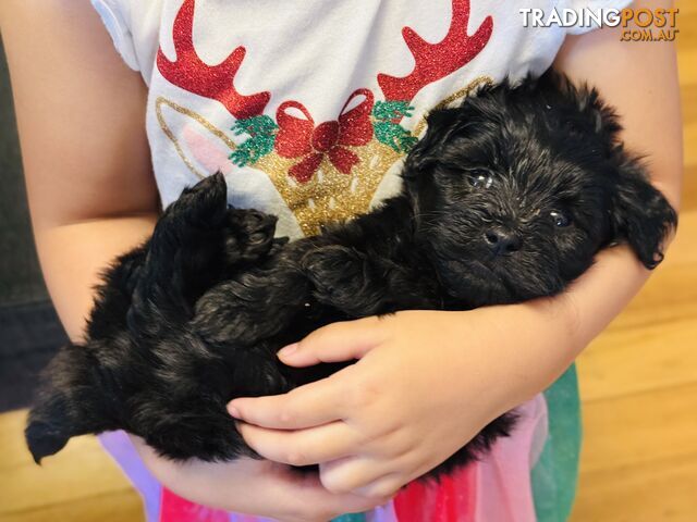 ONLY 2 BLACK BOYS LEFT - Maltipoo puppies looking for rehoming