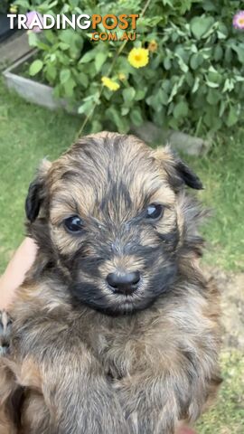 Maltipoo puppies looking for rehoming