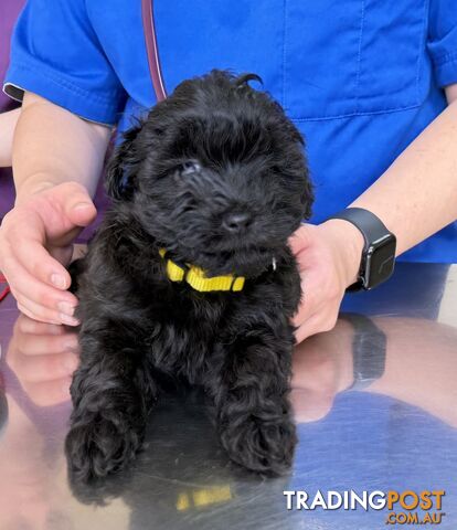 ONLY 2 Boys and 2Girls left - 8 weeks Maltipoo looking for rehome