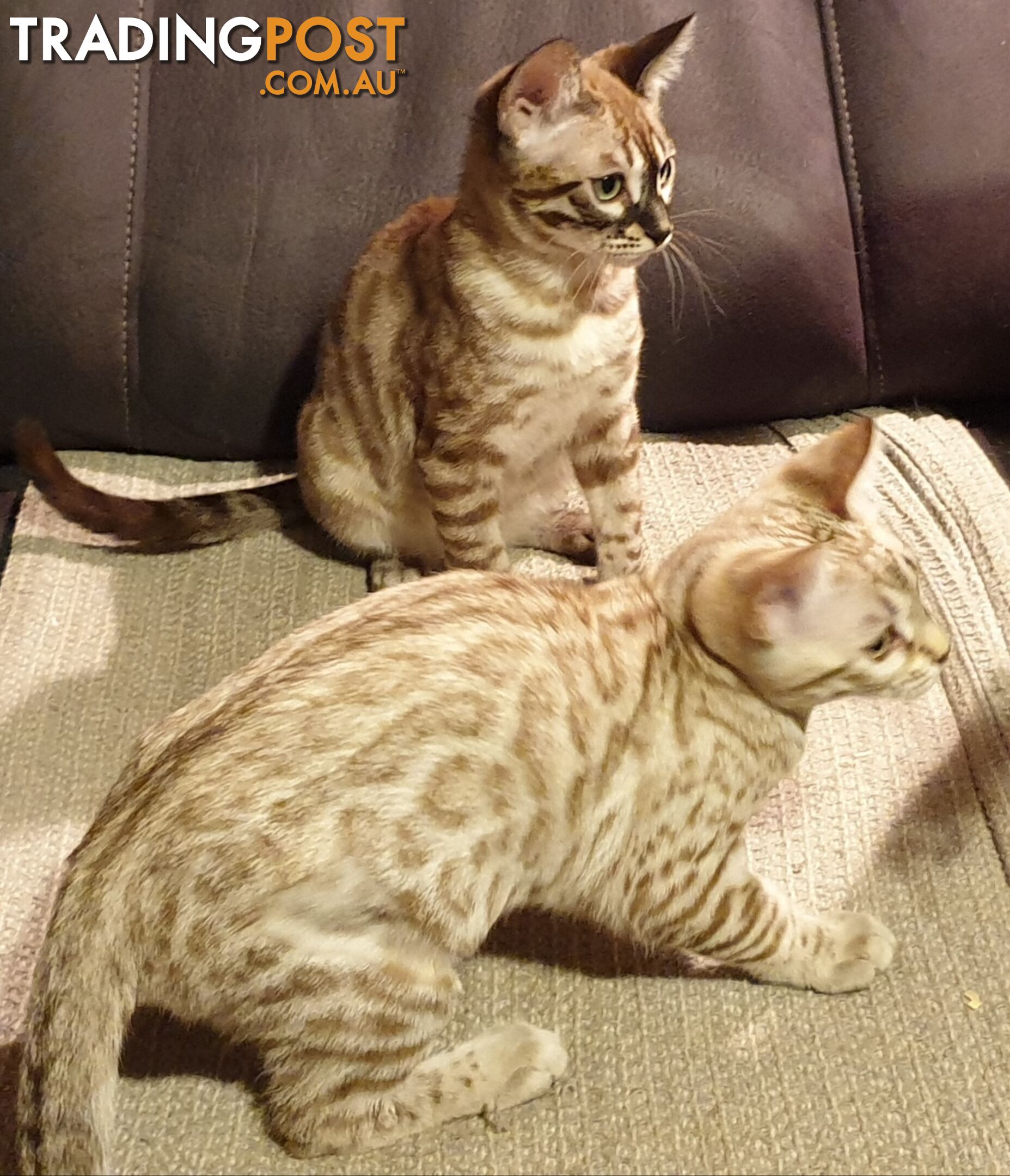 BENGAL KITTENS super sweet friendly & great for families