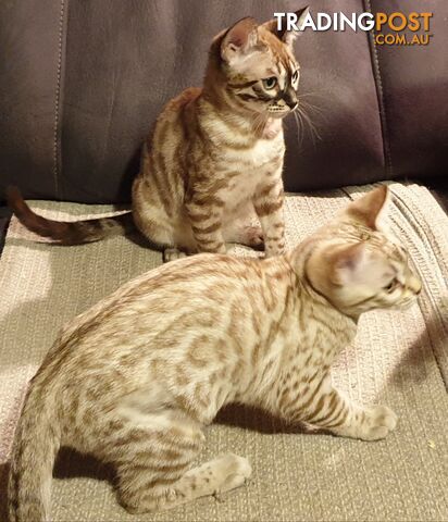 BENGAL KITTENS super sweet friendly & great for families