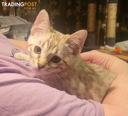 BENGAL KITTENS super sweet friendly & great for families