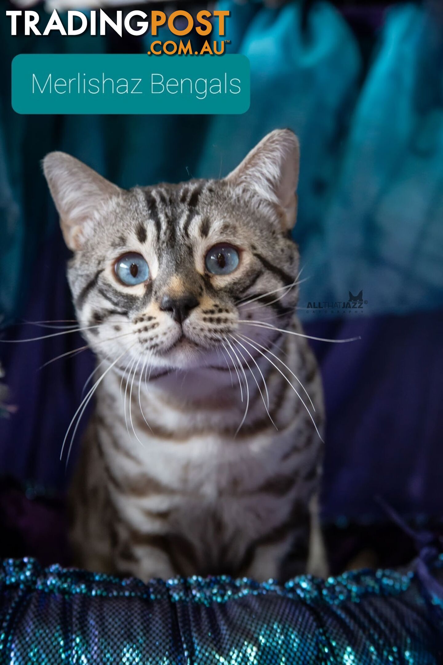 BENGAL KITTENS super sweet friendly & great for families