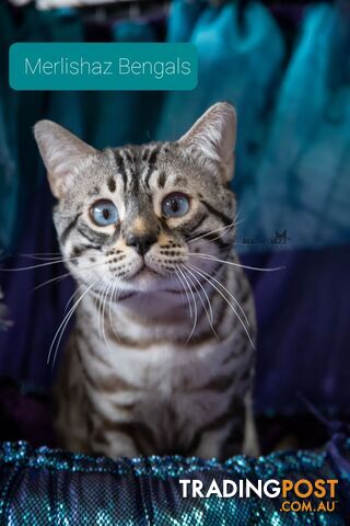 BENGAL KITTENS super sweet friendly & great for families