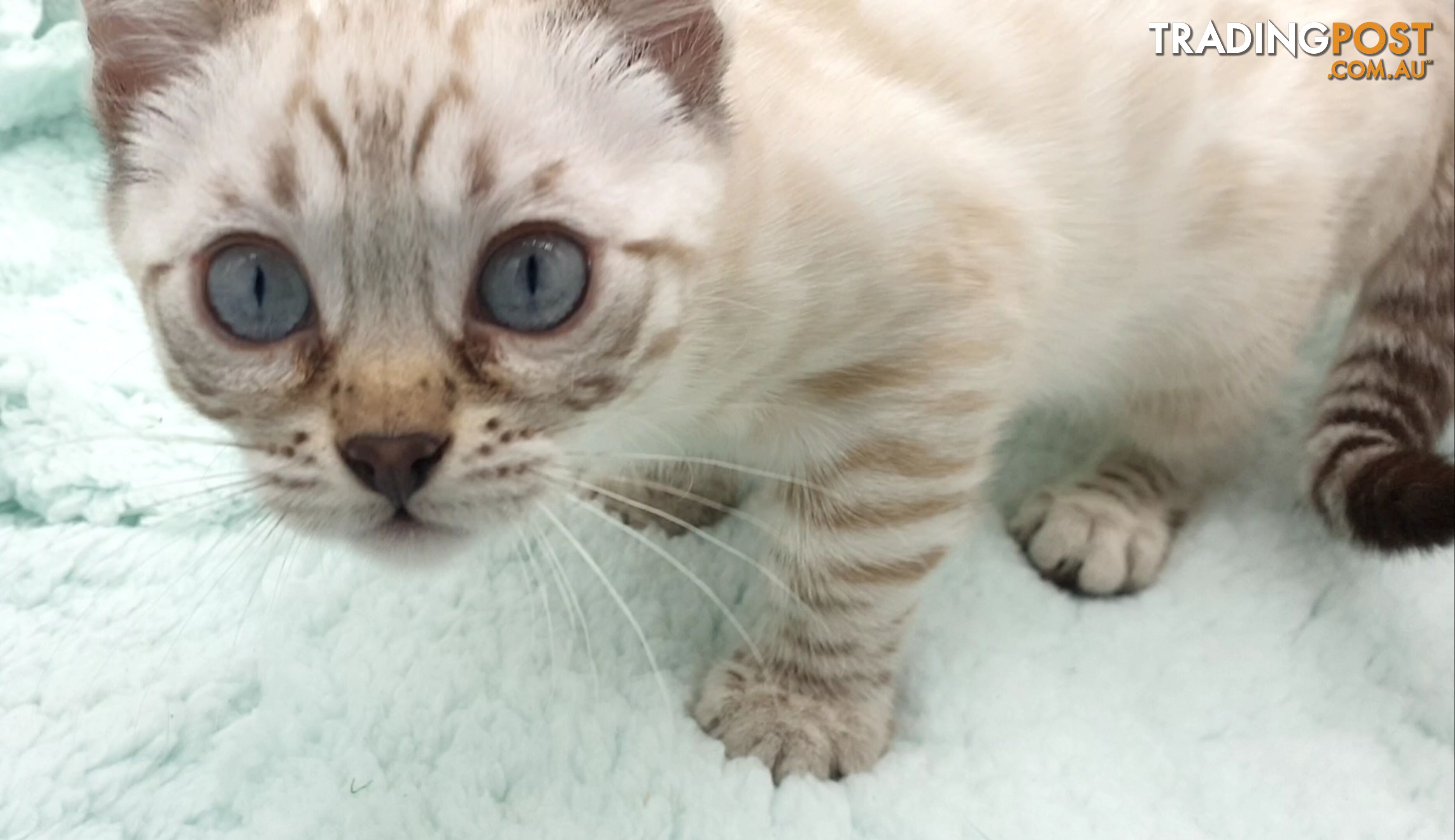 BENGAL KITTENS super sweet friendly & great for families