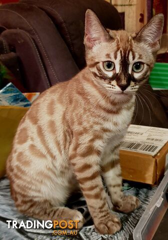 BENGAL KITTENS super sweet friendly & great for families