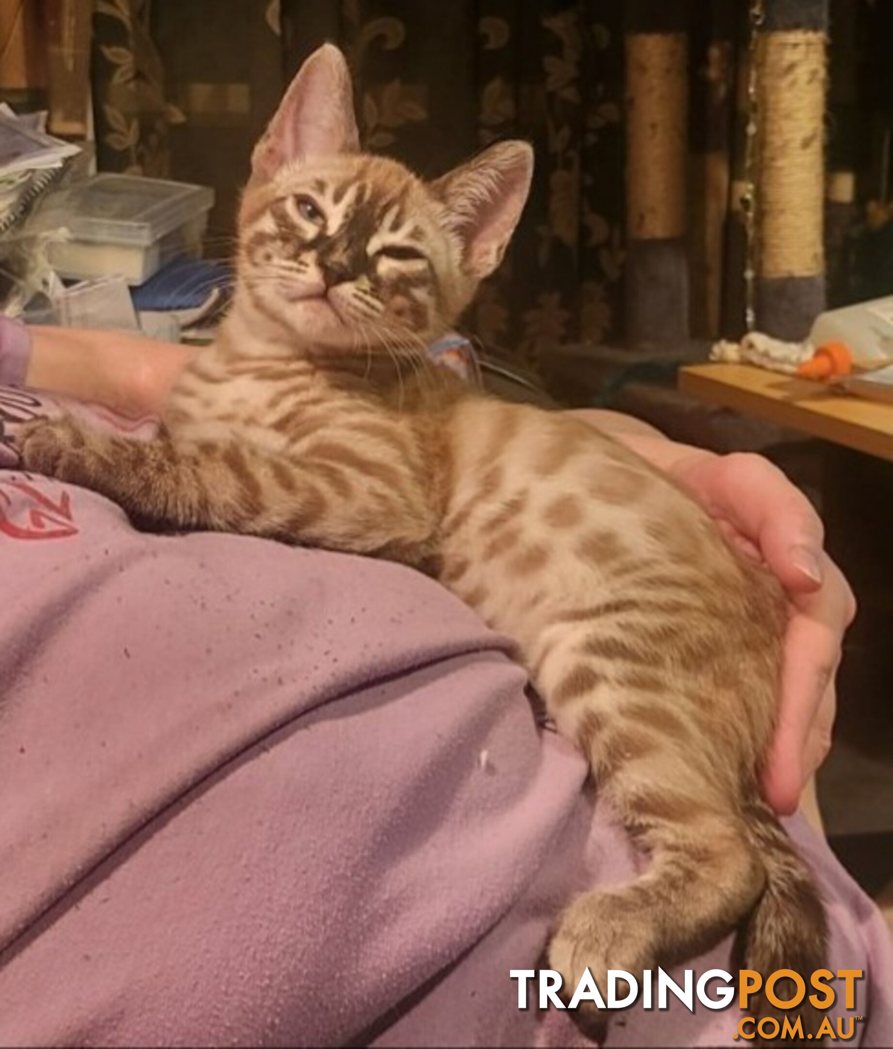 BENGAL KITTENS super sweet friendly & great for families