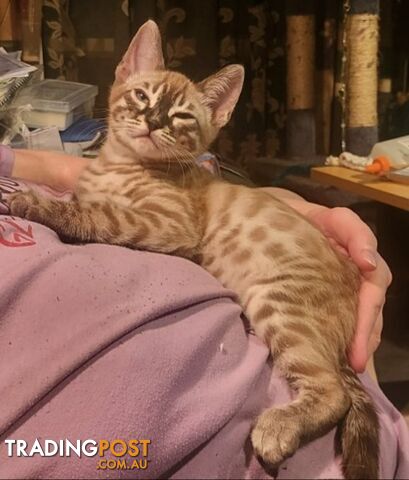 BENGAL KITTENS super sweet friendly & great for families