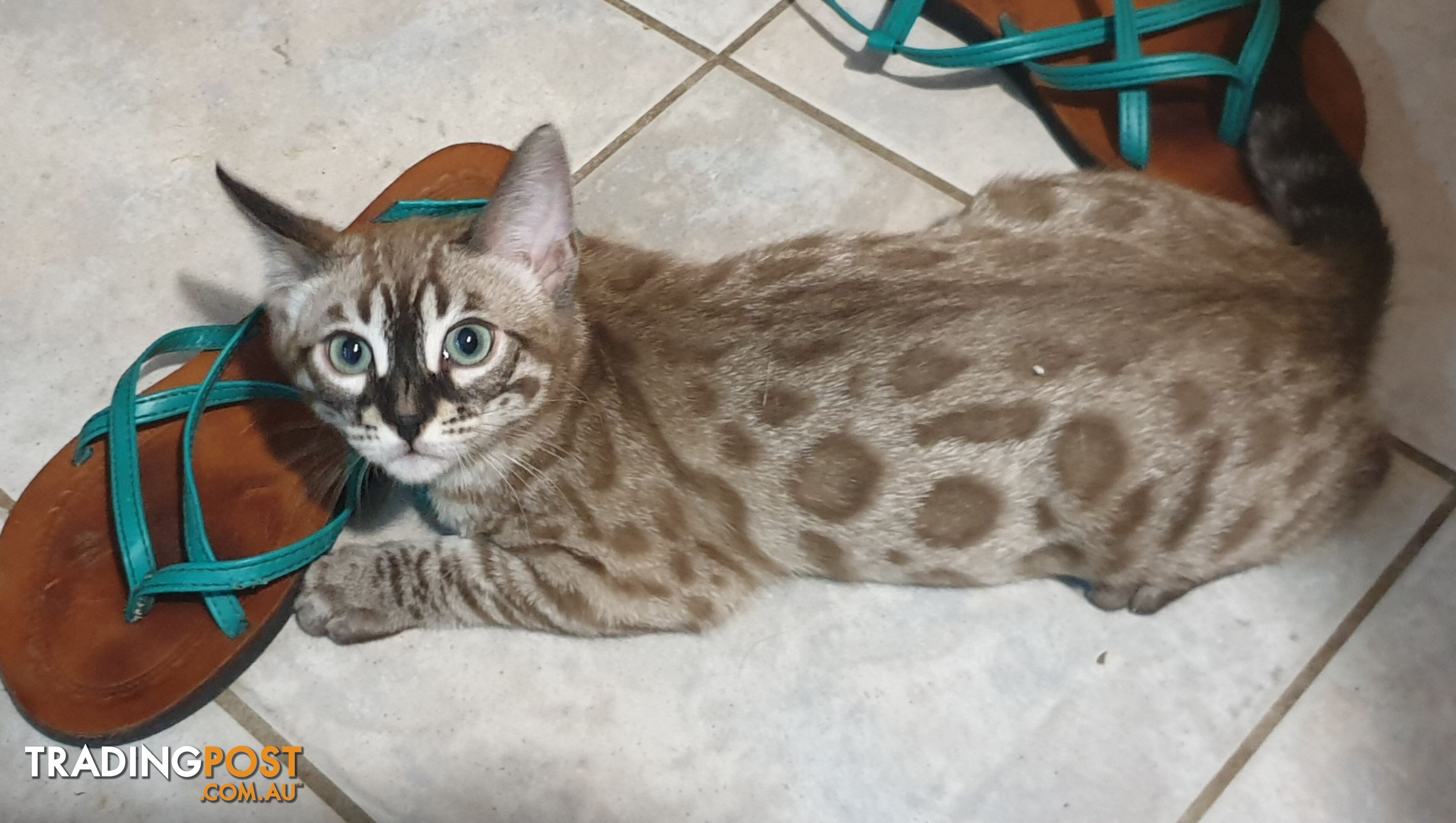 BENGAL KITTENS super sweet friendly & great for families