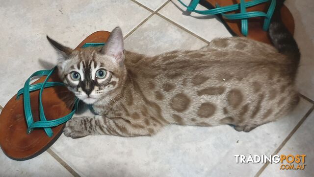 BENGAL KITTENS super sweet friendly & great for families