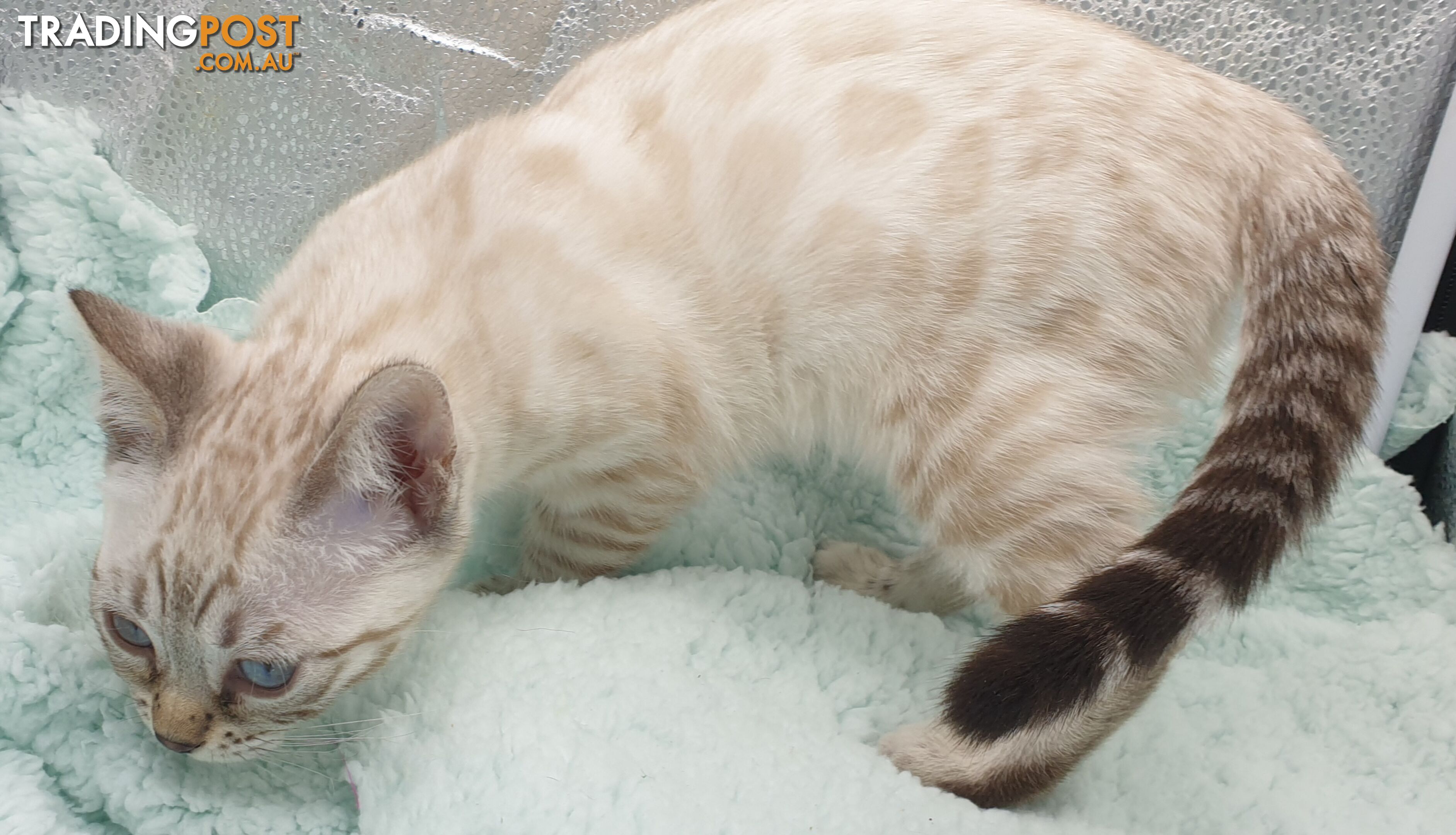 BENGAL KITTENS super sweet friendly & great for families