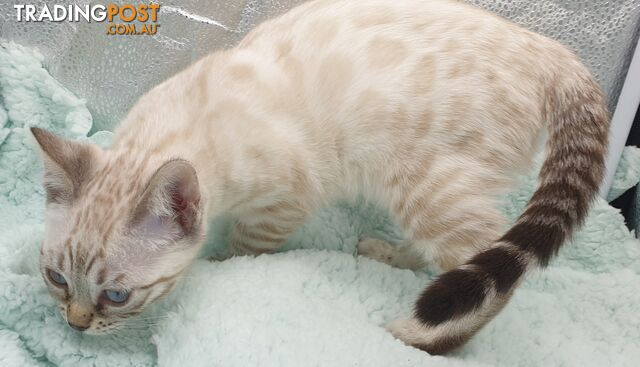 BENGAL KITTENS super sweet friendly & great for families