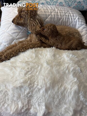 😍 Stunning Ruby Red Toy Poodle Puppies – DNA Clear Parents – Ready in 2 Weeks!