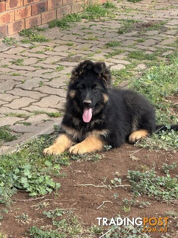 German shepherd puppies Pure long coats