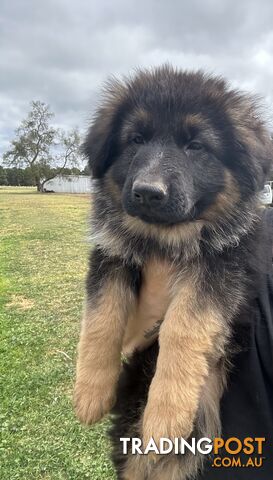 Pure long coat German shepherd puppies