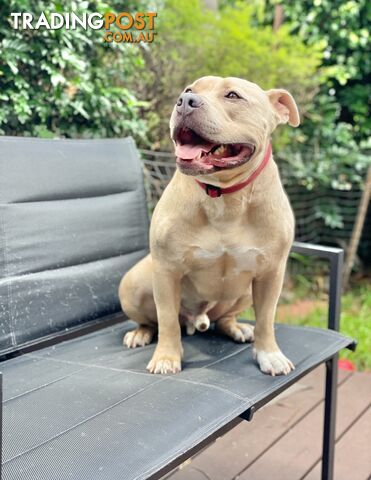 Koda the American pocket Bully needs a new home