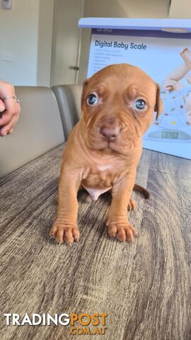 Am Staff X puppies FOR SALE