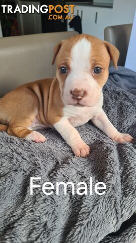 Am Staff X puppies FOR SALE