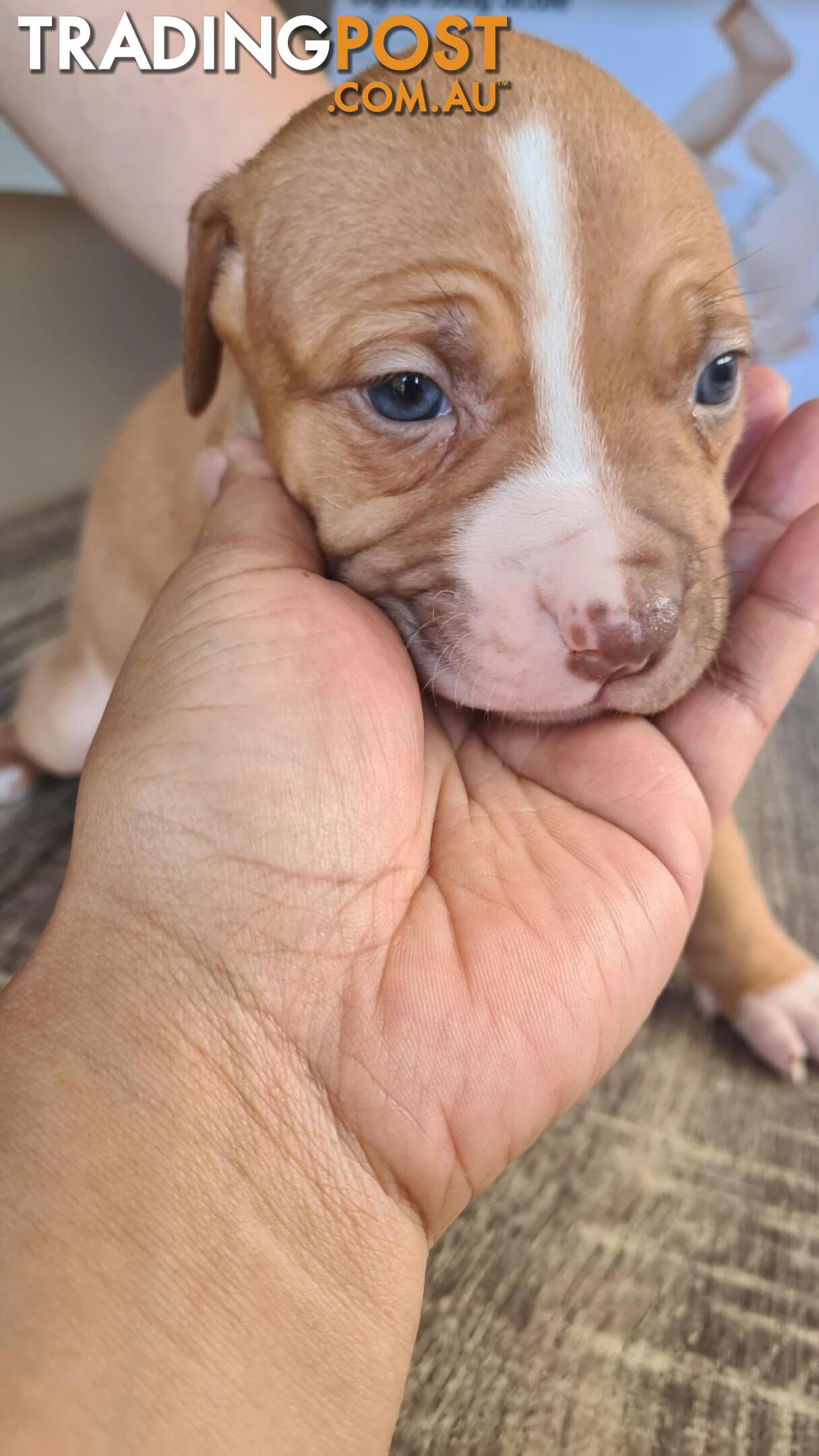 Am Staff X puppies FOR SALE