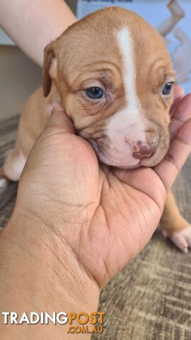 Am Staff X puppies FOR SALE